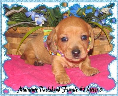 Puppies in KY